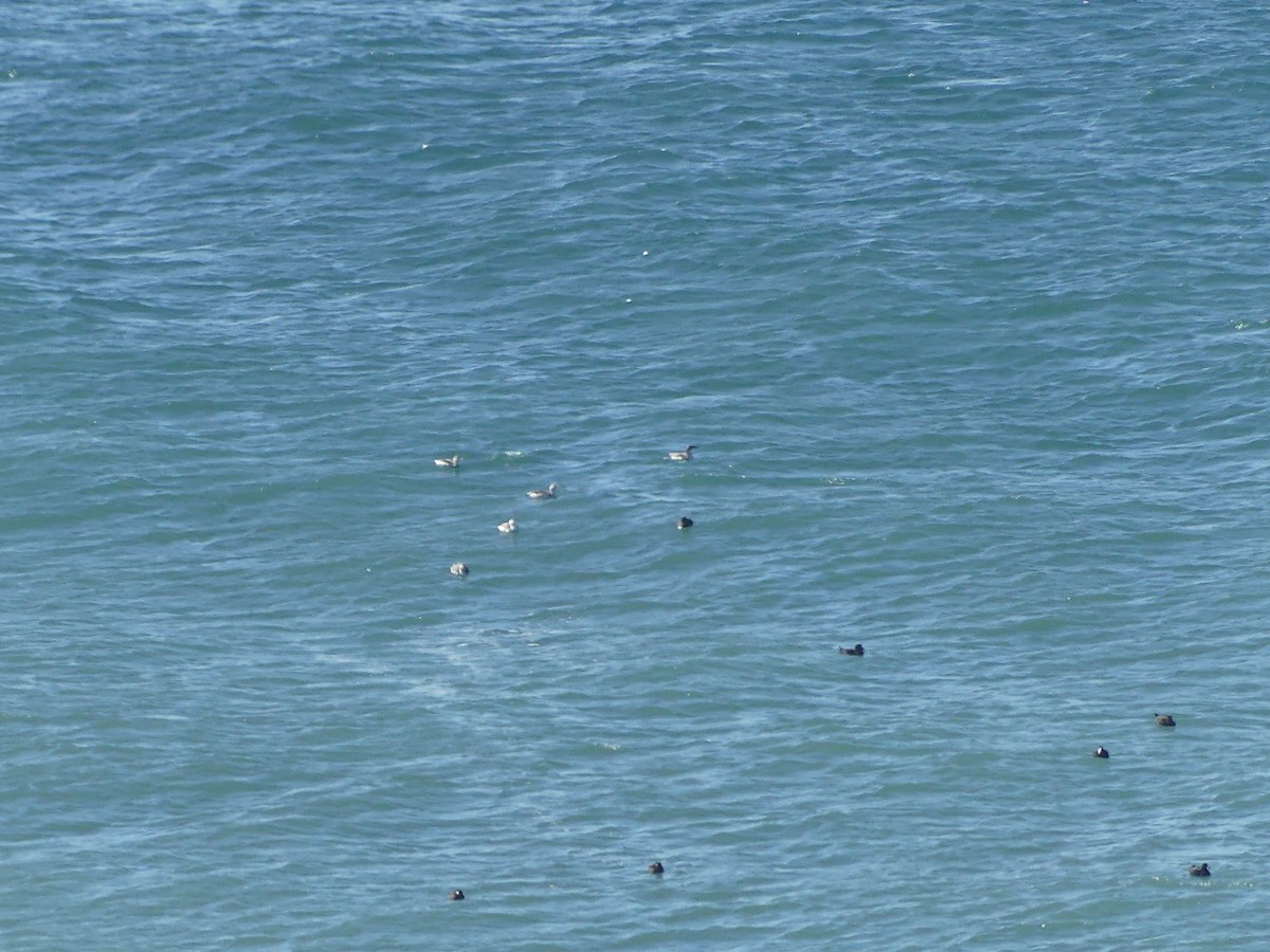 Plongeon catmarin - ML644647869