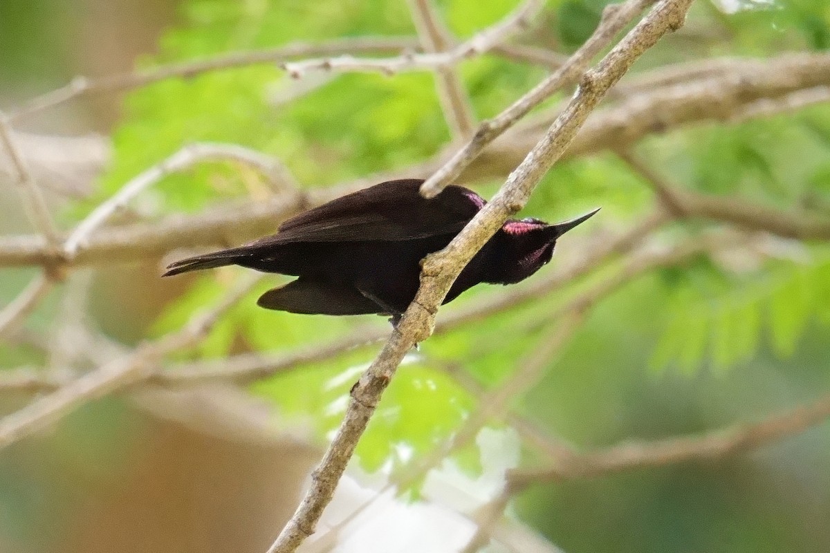 Amethyst Sunbird - ML644647884