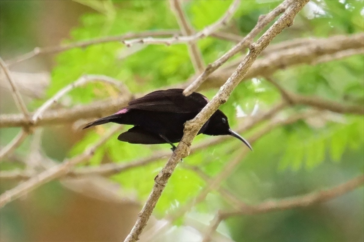 Amethyst Sunbird - ML644647885