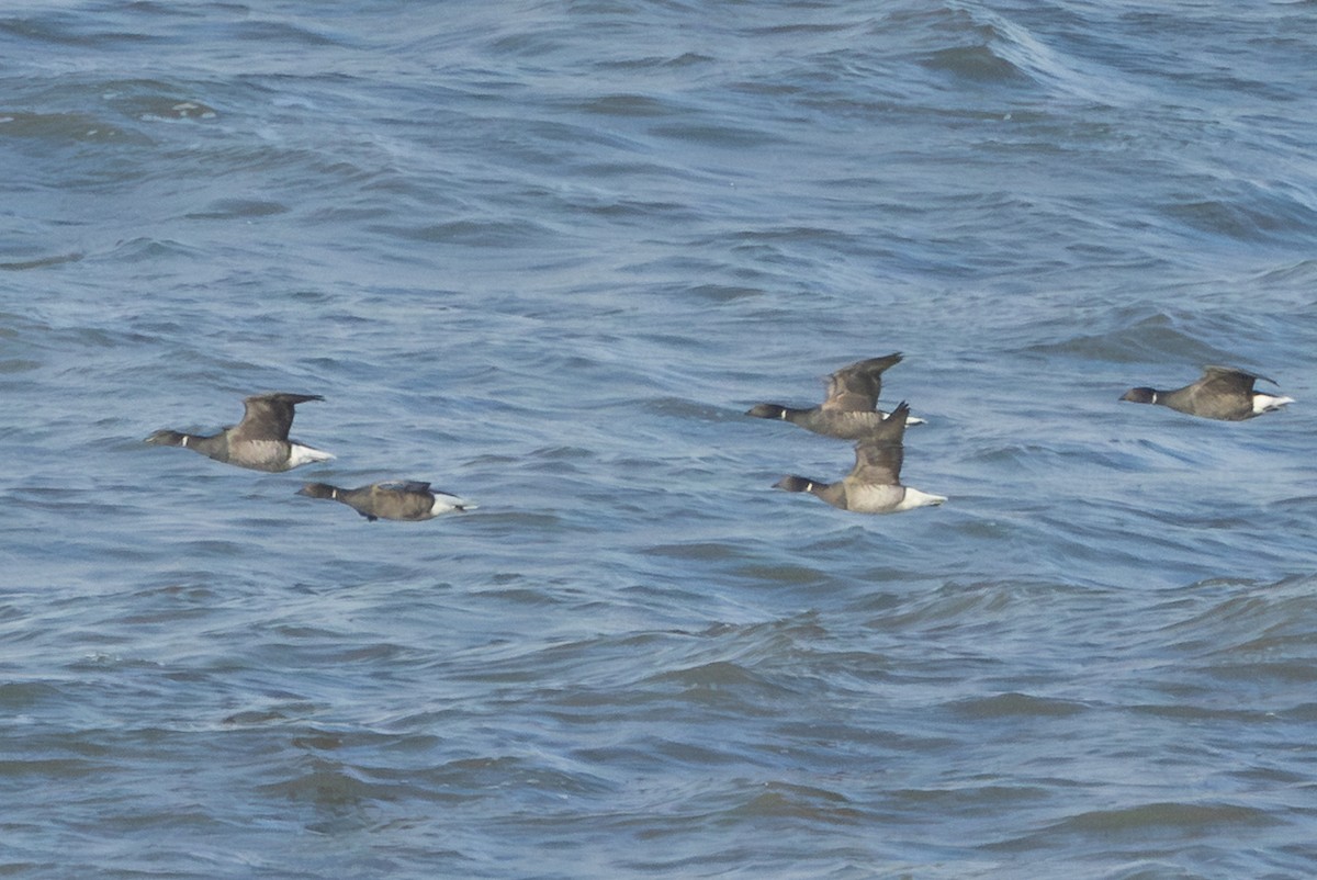 Brant (Pale-bellied) - ML644647888