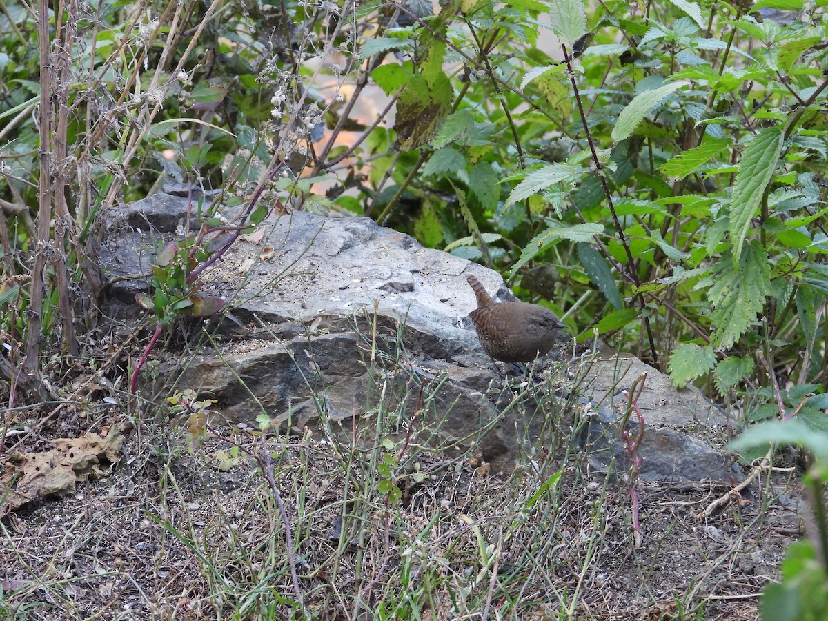 Eurasian Wren - ML644647889