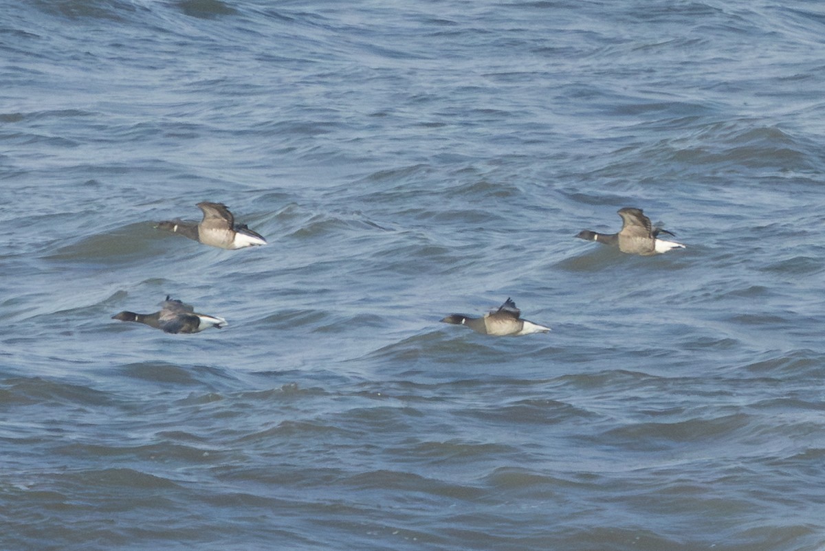 Brant (Pale-bellied) - ML644647890