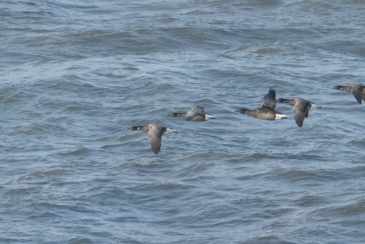 Brant (Pale-bellied) - ML644647891