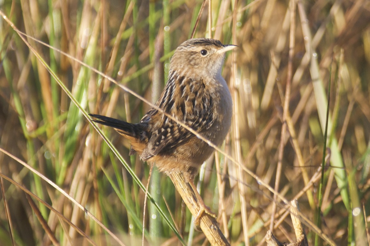 Тростниковый крапивник - ML644647895