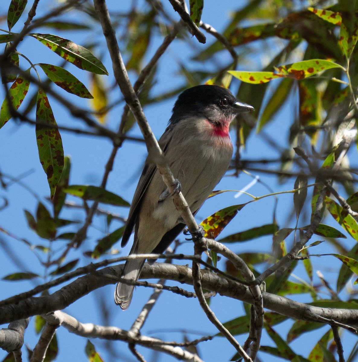 Rose-throated Becard - ML644647906