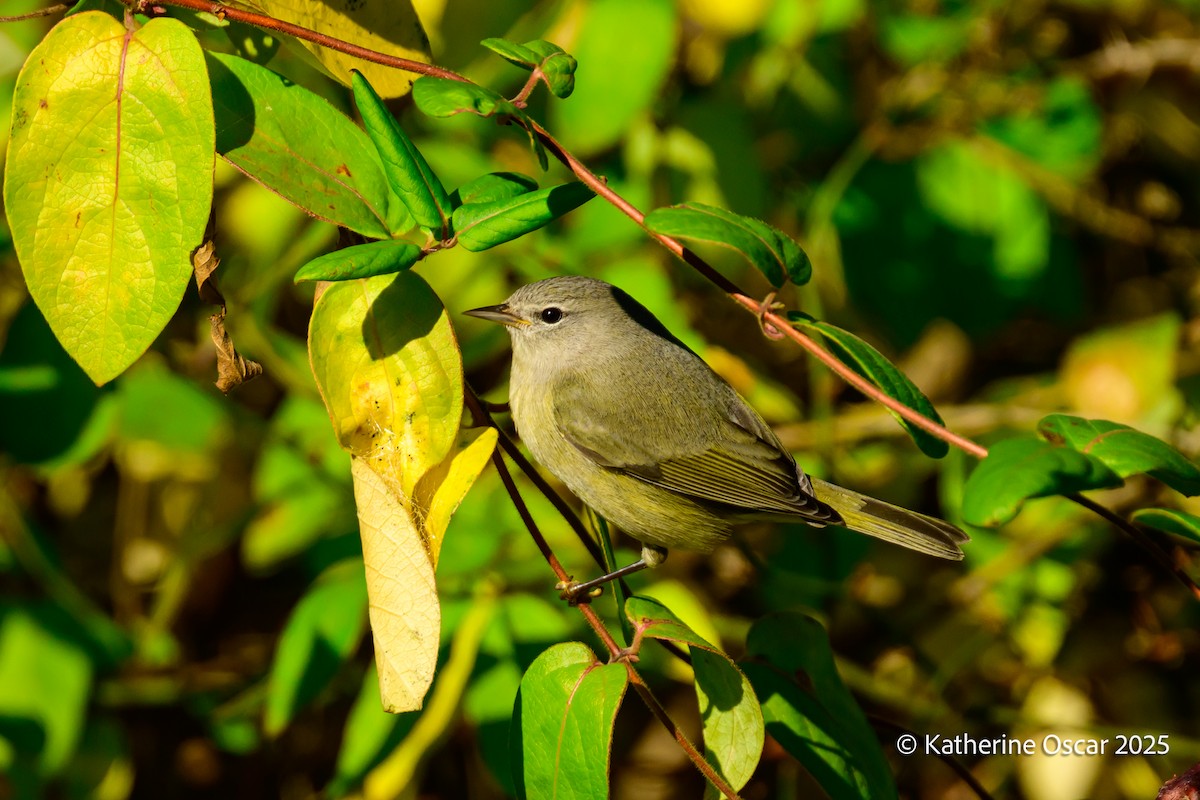 Orange-crowned Warbler - ML644647910