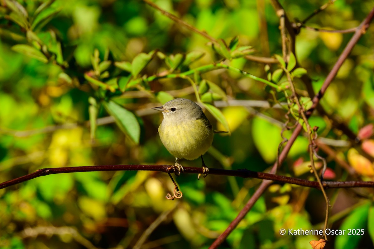 Orange-crowned Warbler - ML644647911