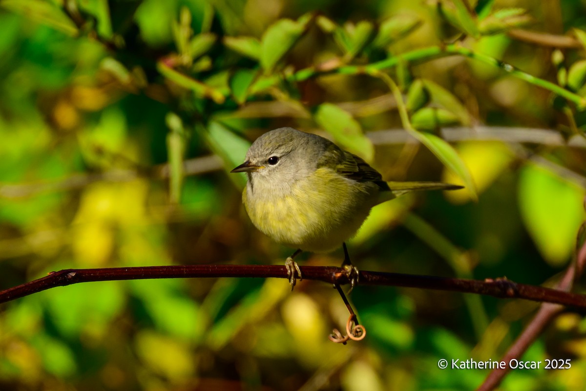 Orange-crowned Warbler - ML644647913