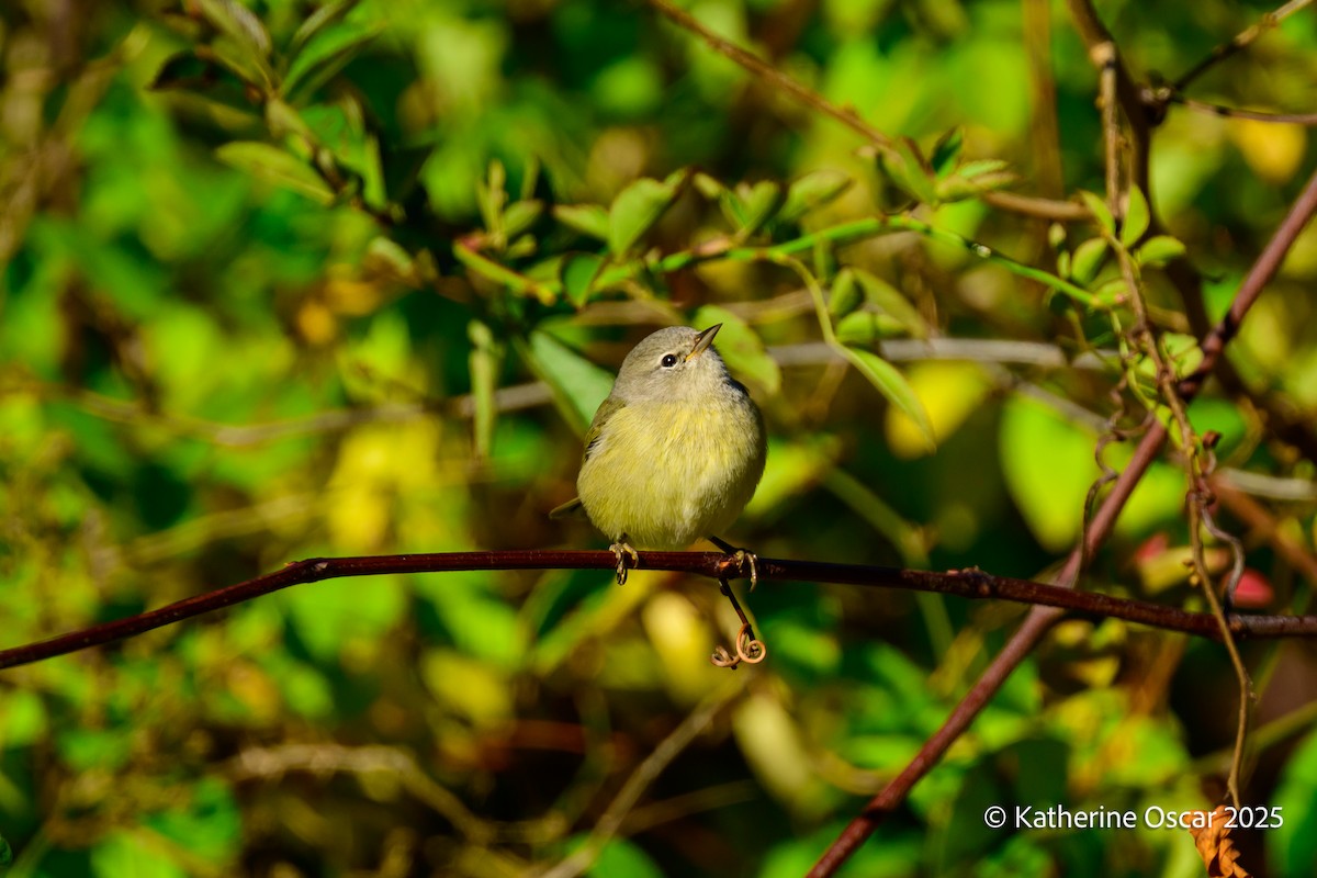Orange-crowned Warbler - ML644647915