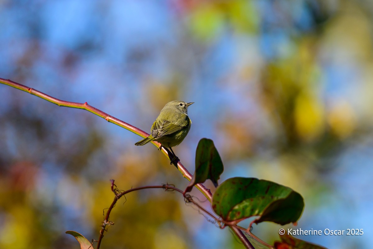 Orange-crowned Warbler - ML644647916