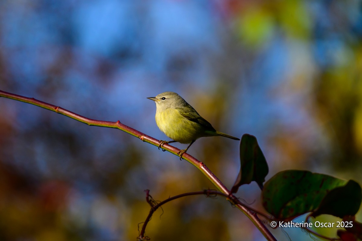 Orange-crowned Warbler - ML644647920