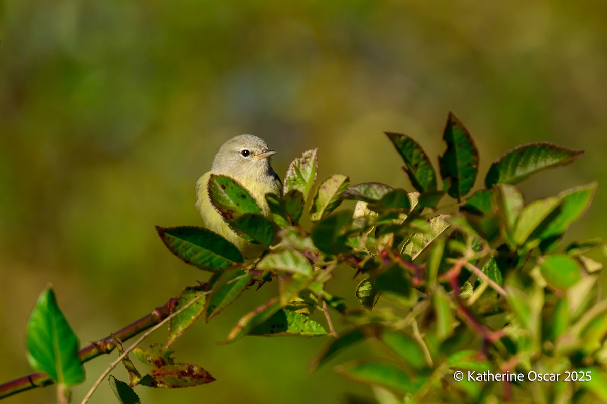 Orange-crowned Warbler - ML644647921
