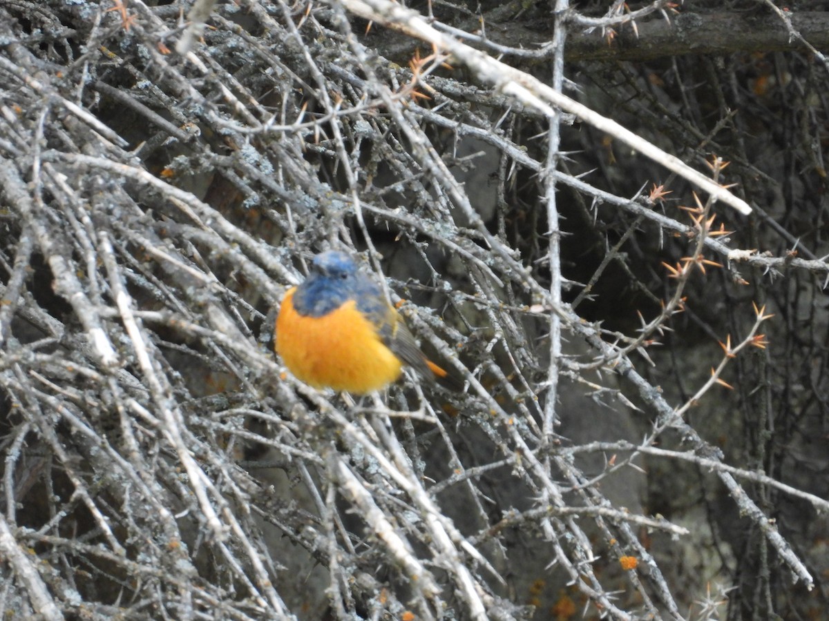 Blue-fronted Redstart - ML644647933