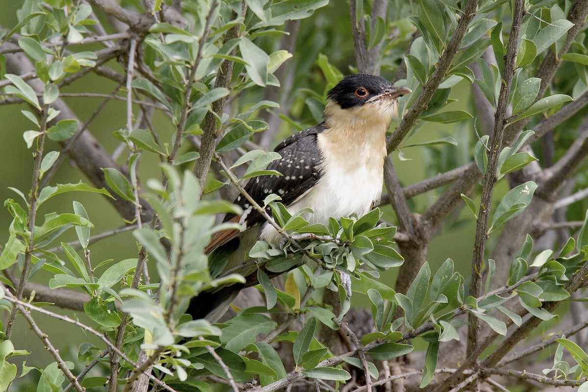קוקיה מצויצת - ML644647943