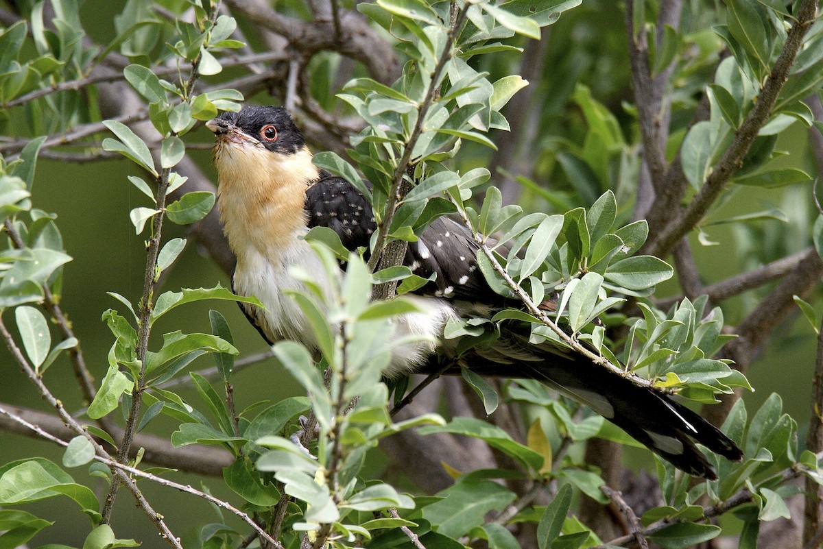 קוקיה מצויצת - ML644647944