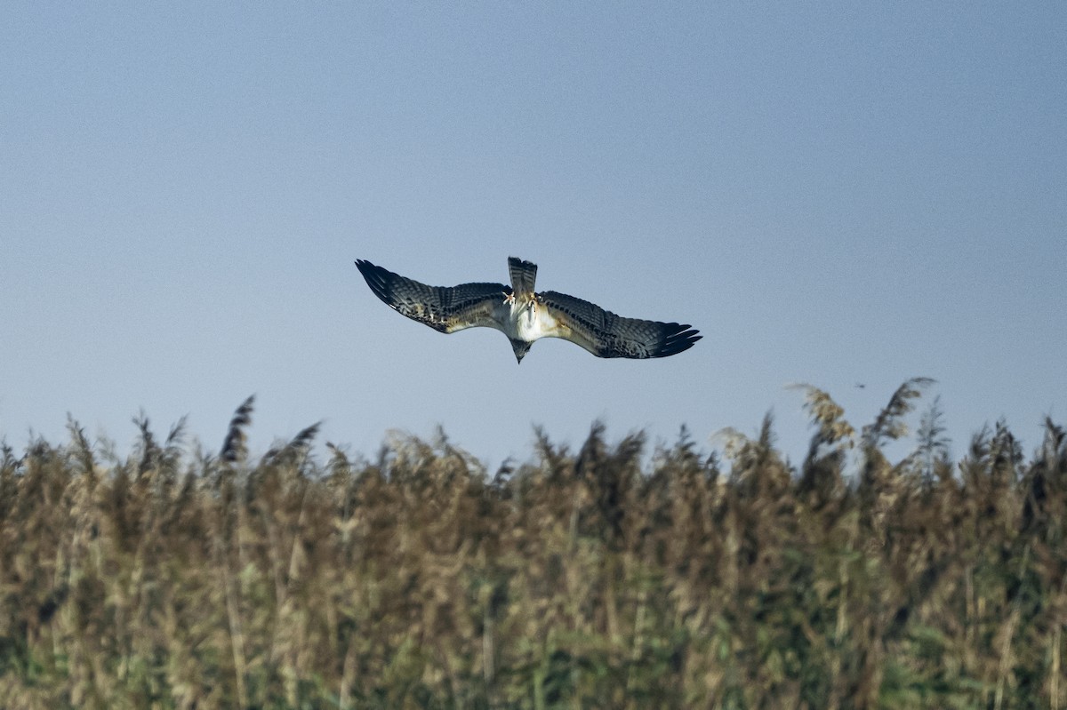 Osprey - ML644647950