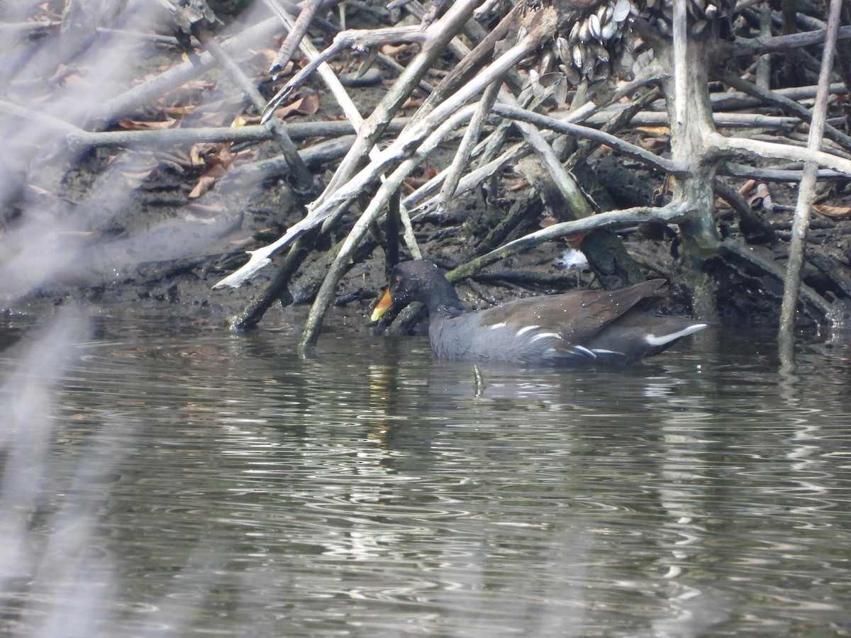 紅冠水雞 - ML644647955