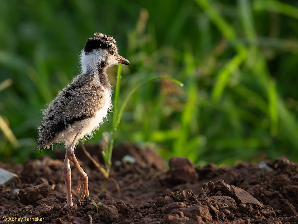 Rain Quail - ML644647956