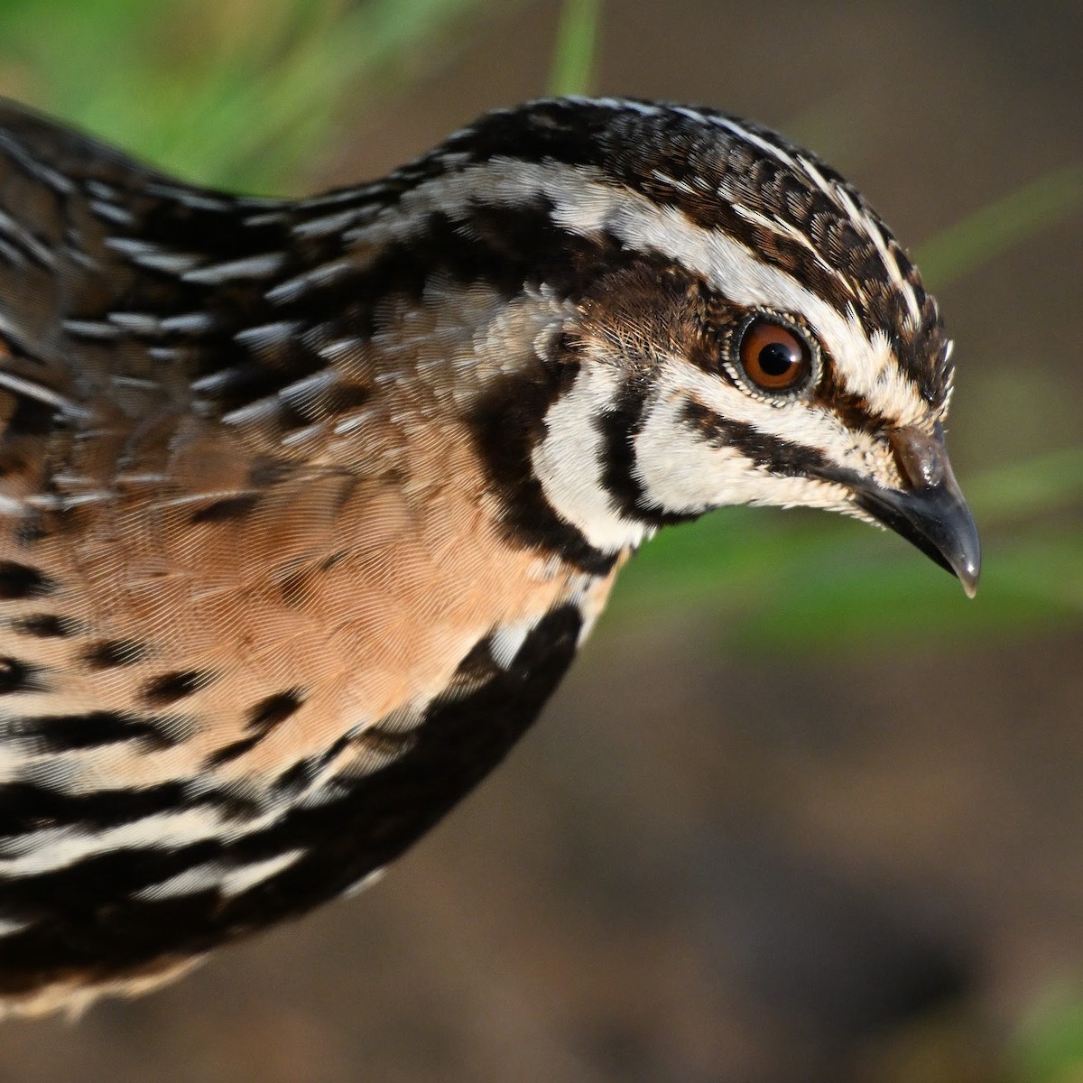 Rain Quail - ML644647957