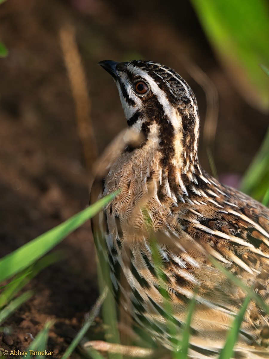 Rain Quail - ML644647958