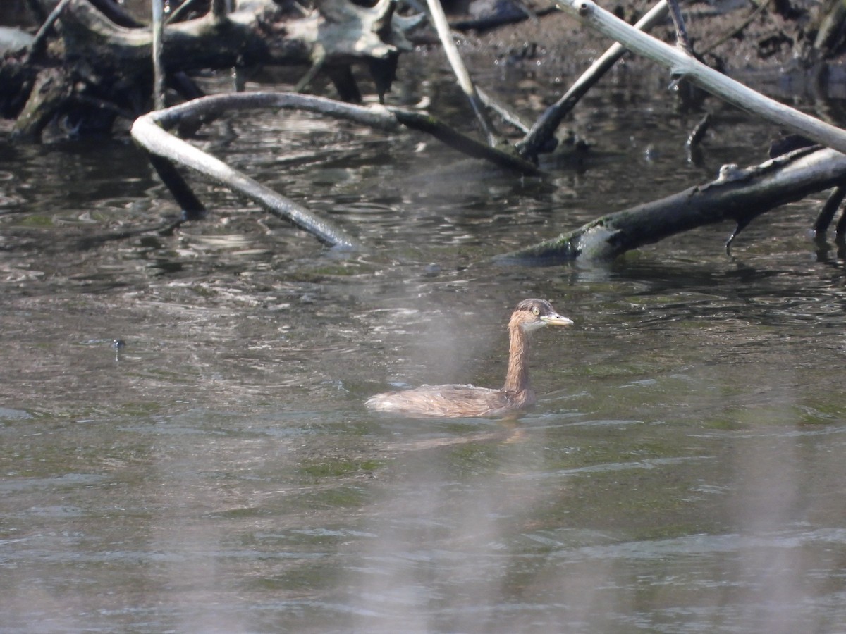 Little Grebe - ML644648002