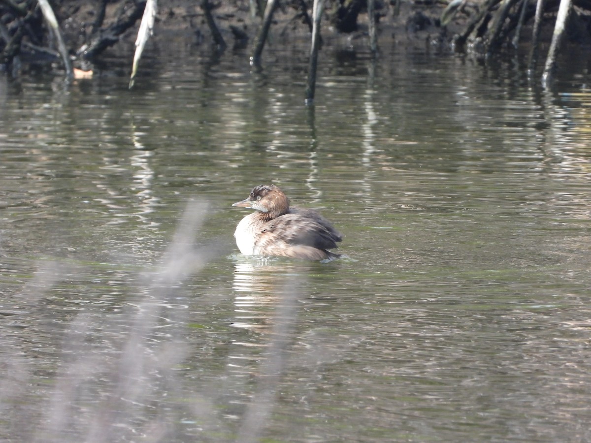 Little Grebe - ML644648003