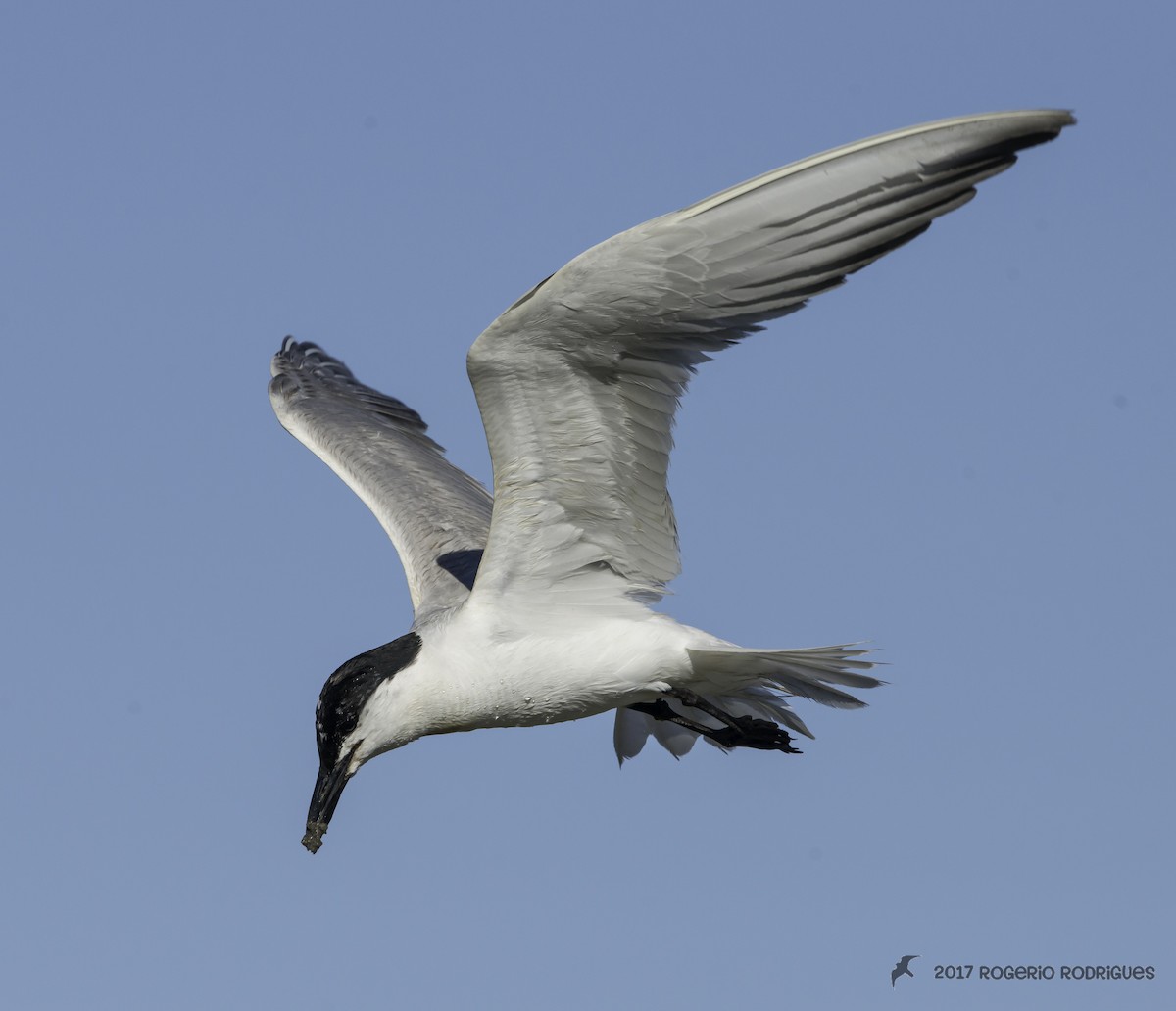 Gull-billed Tern - ML64464801