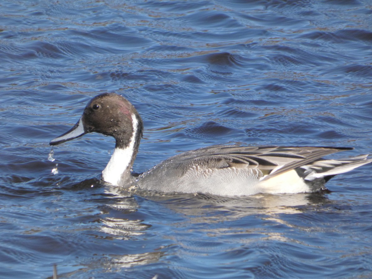 Northern Pintail - ML644648010