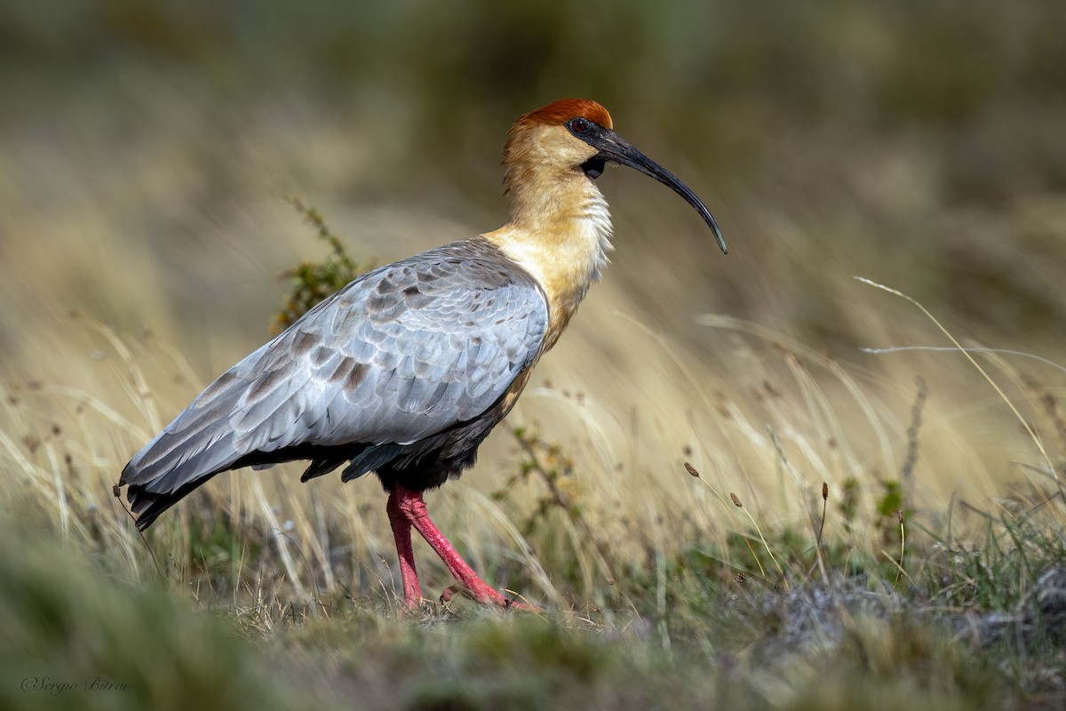 Bandurria Austral - ML644648012