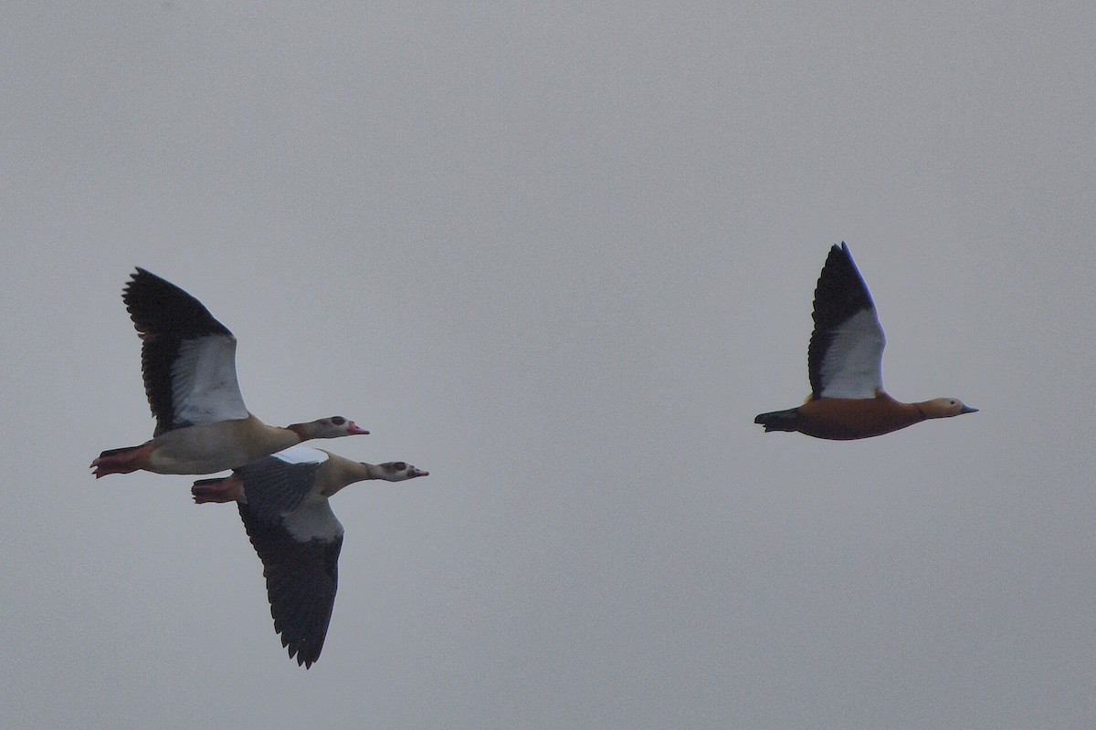 Tadorne casarca - ML644648020