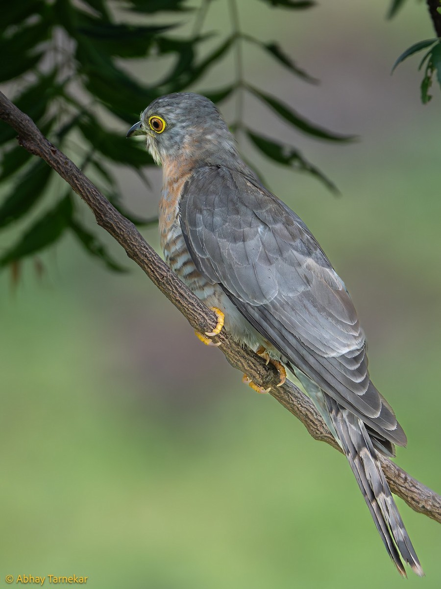 Common Hawk-Cuckoo - ML644648025