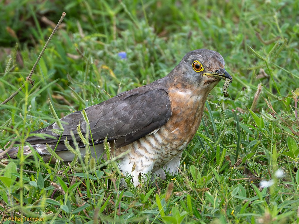 Common Hawk-Cuckoo - ML644648026