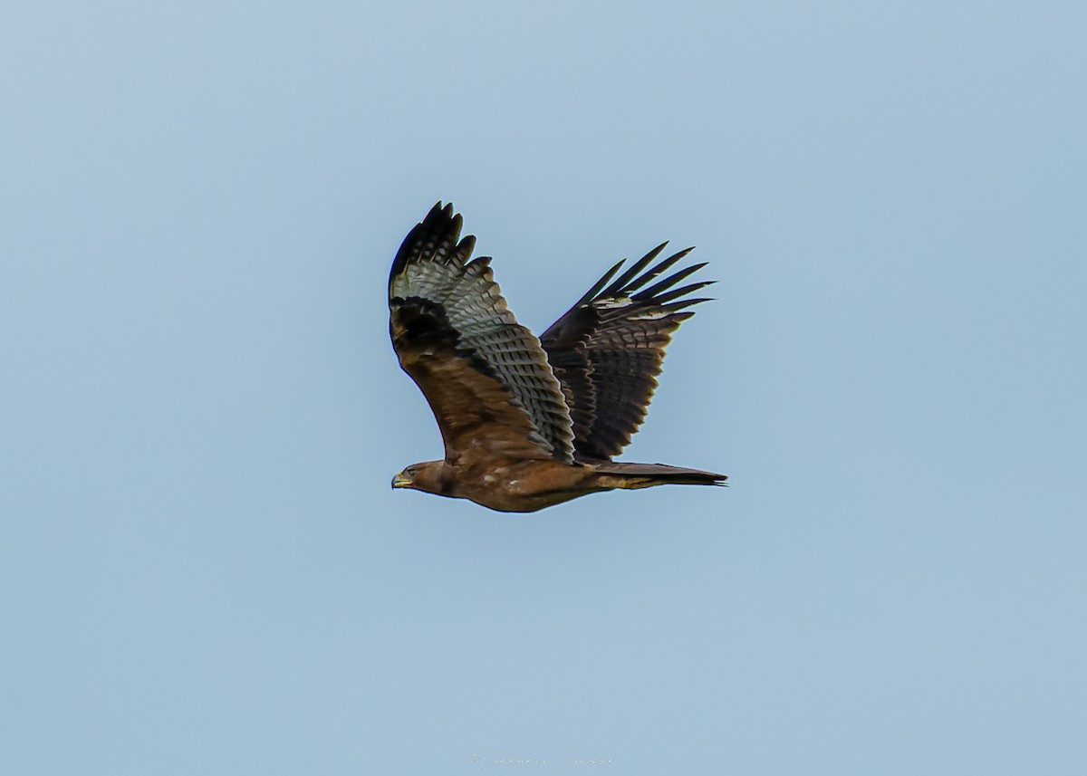 Bonelli's Eagle - ML644648030