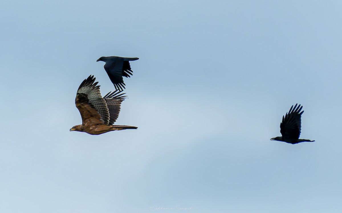 Bonelli's Eagle - ML644648033