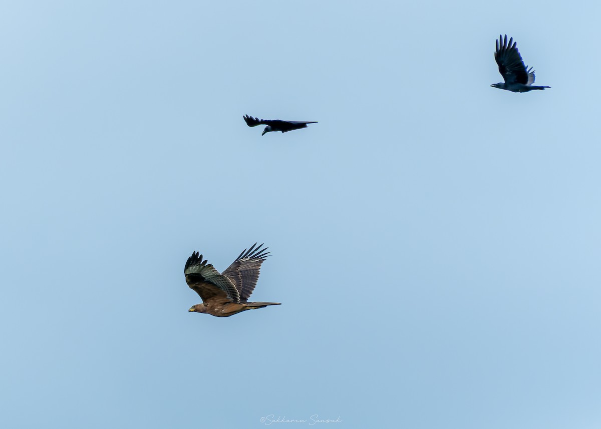 Bonelli's Eagle - ML644648034