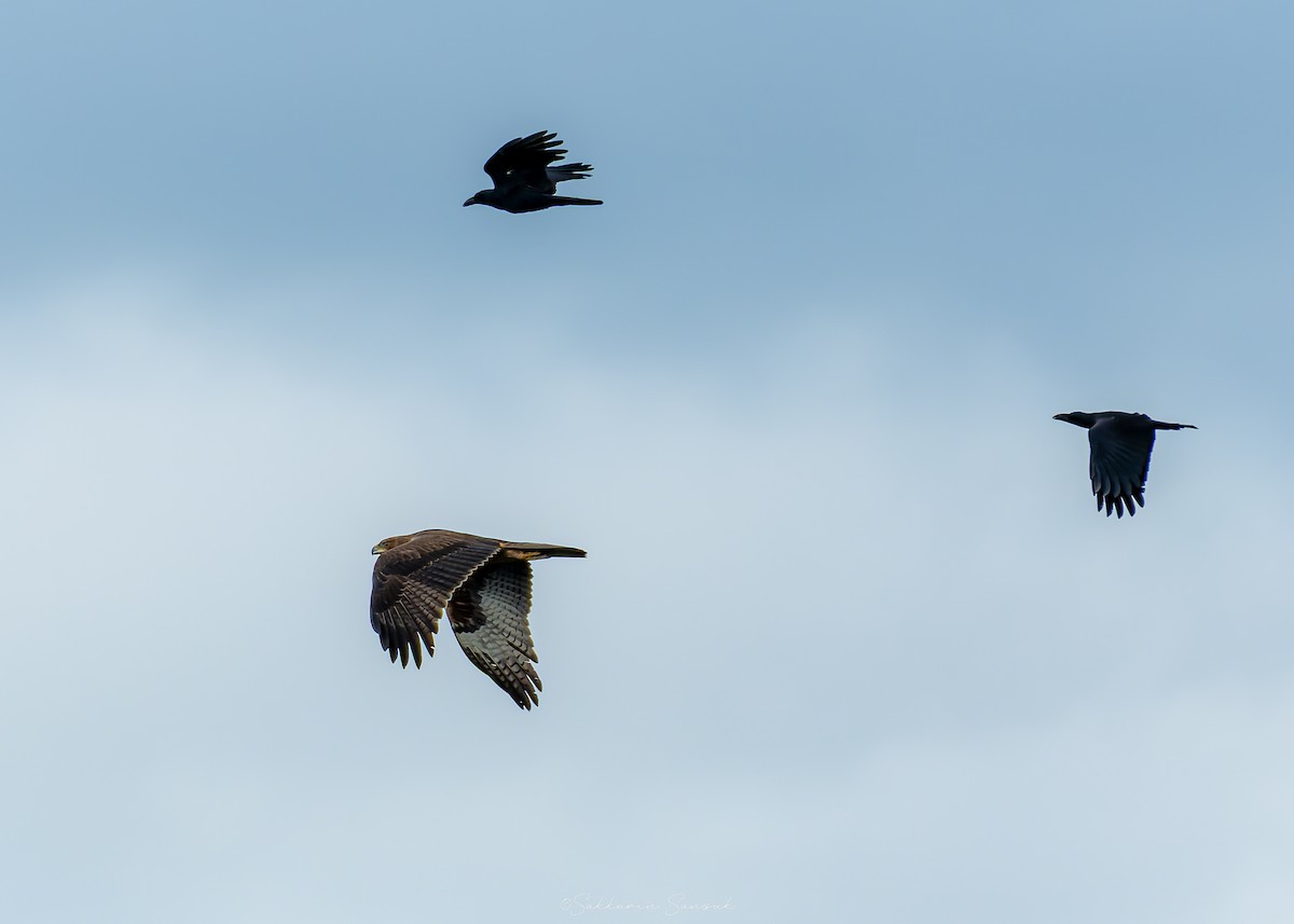 Bonelli's Eagle - ML644648035