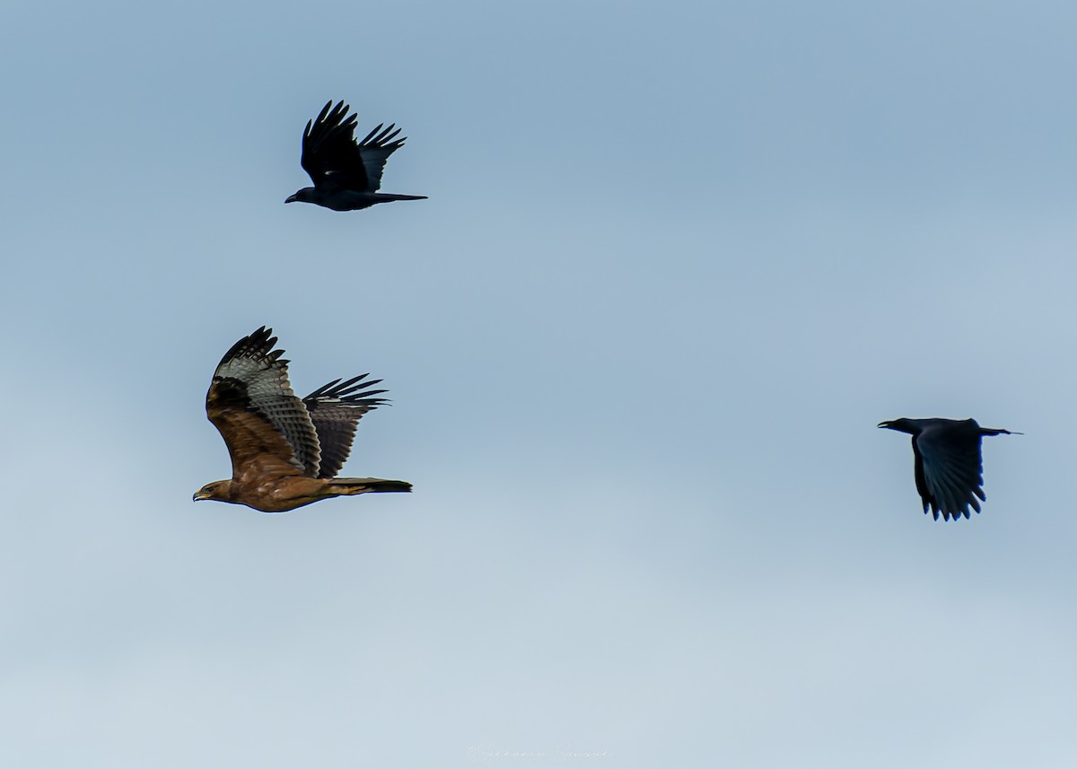 Bonelli's Eagle - ML644648036