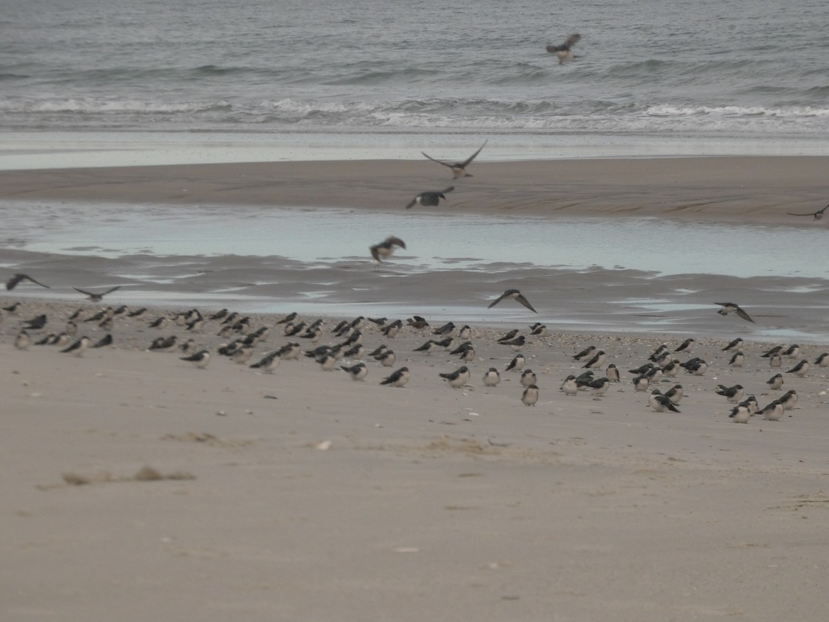 Tree Swallow - ML644648048