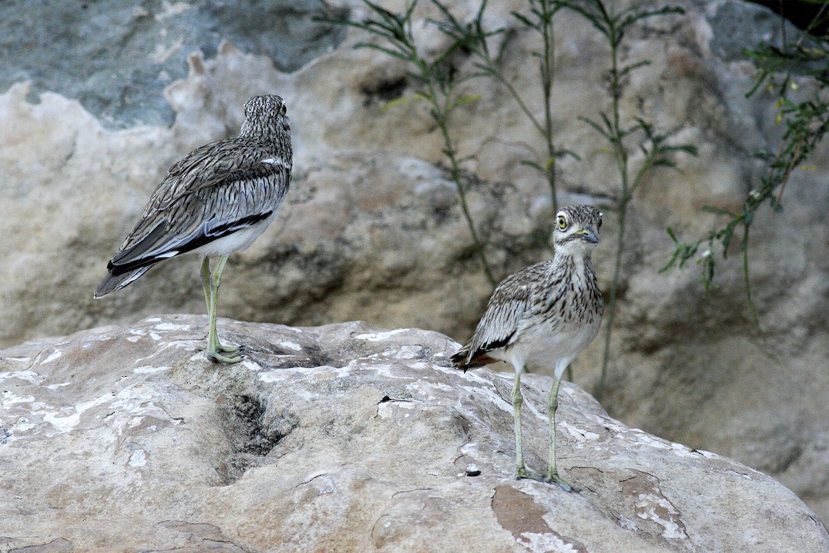 Senegal Thick-knee - Michelle & Peter Wong