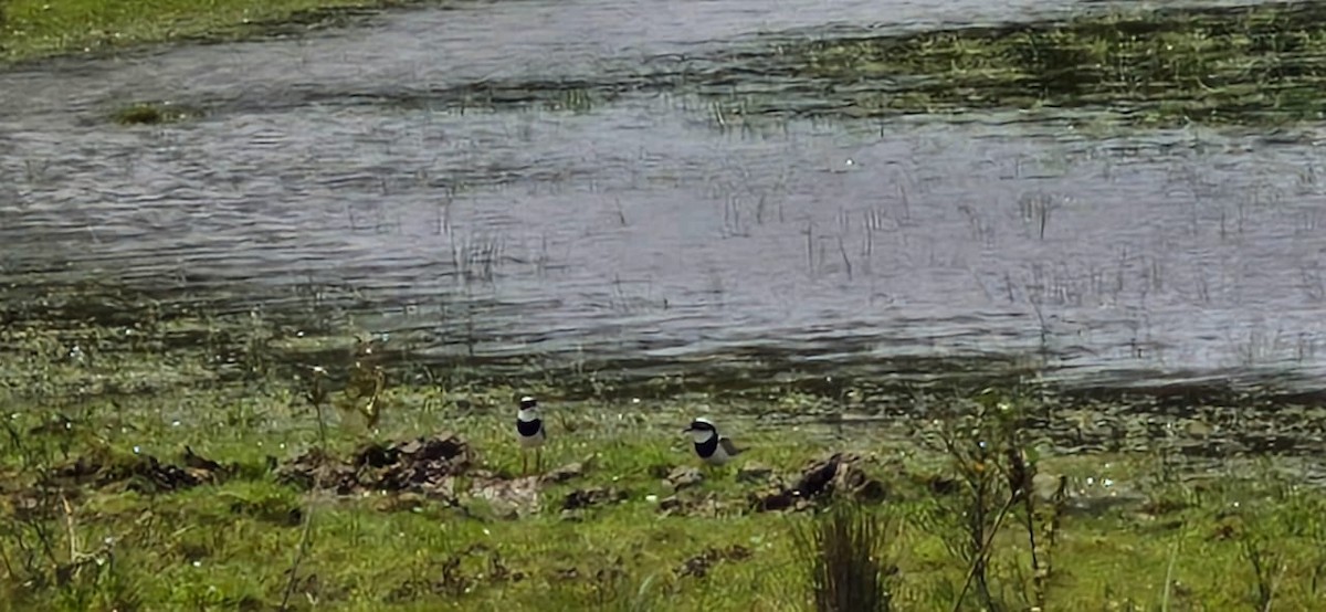 Pied Plover - Asociación Calidris