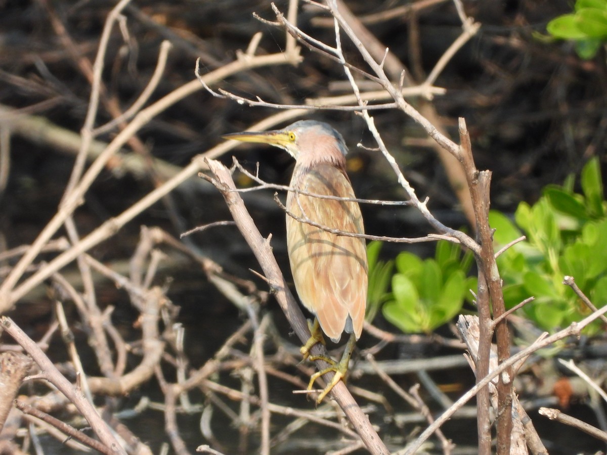 Yellow Bittern - ML644648054
