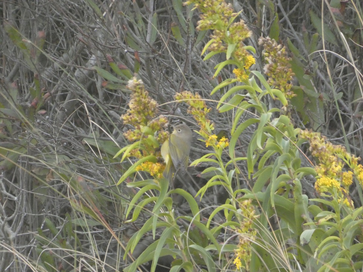 Nashville Warbler - ML644648055