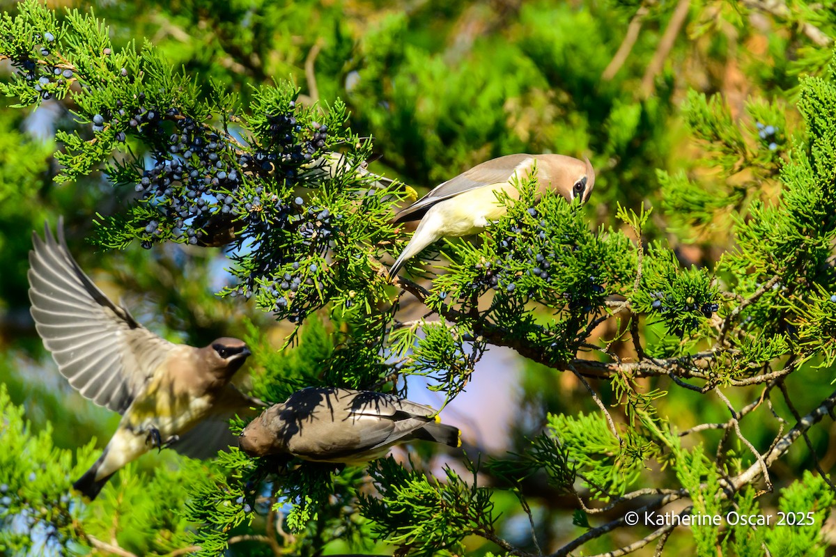 Cedar Waxwing - ML644648057