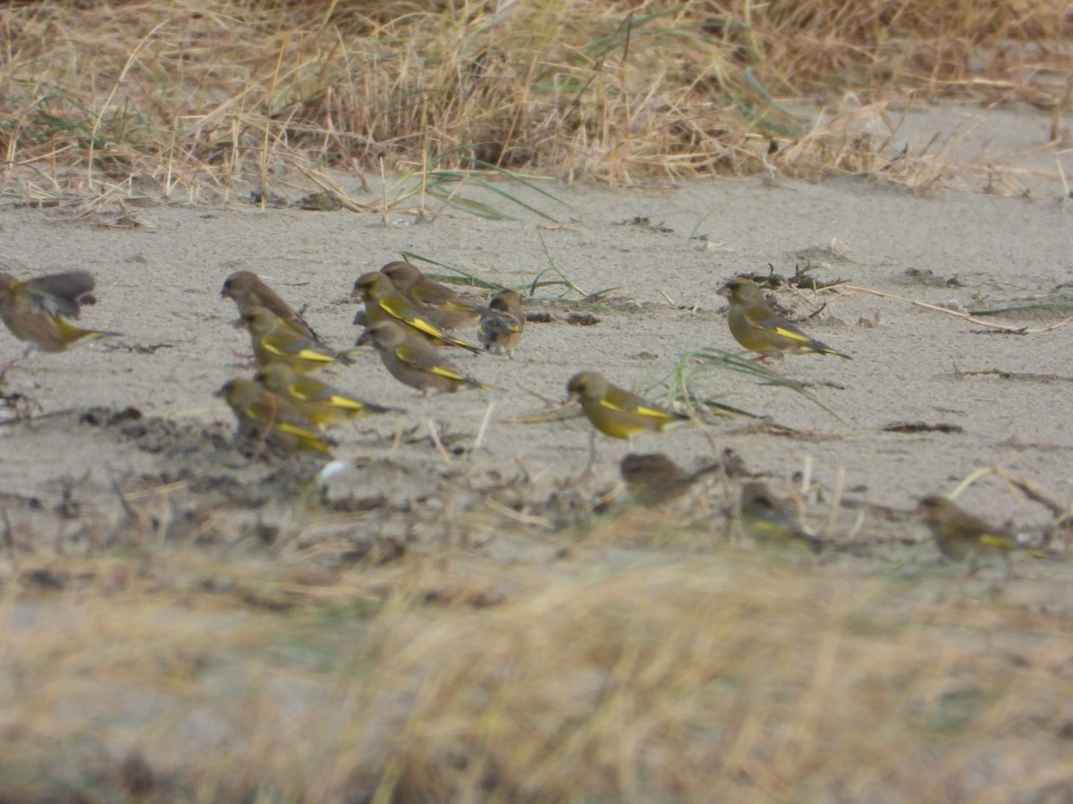 アオカワラヒワ - ML644648059