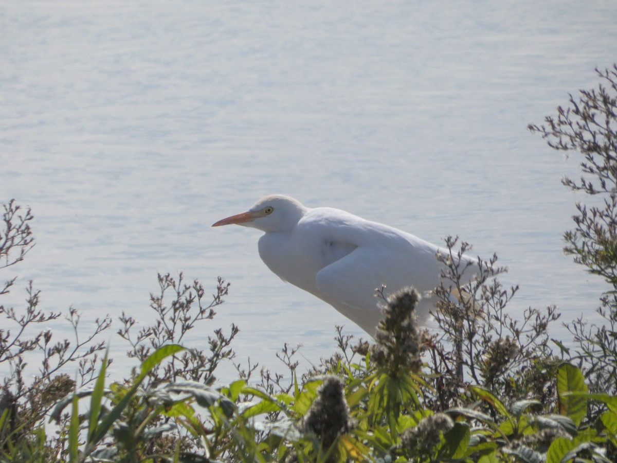 Western Cattle-Egret - ML644648065
