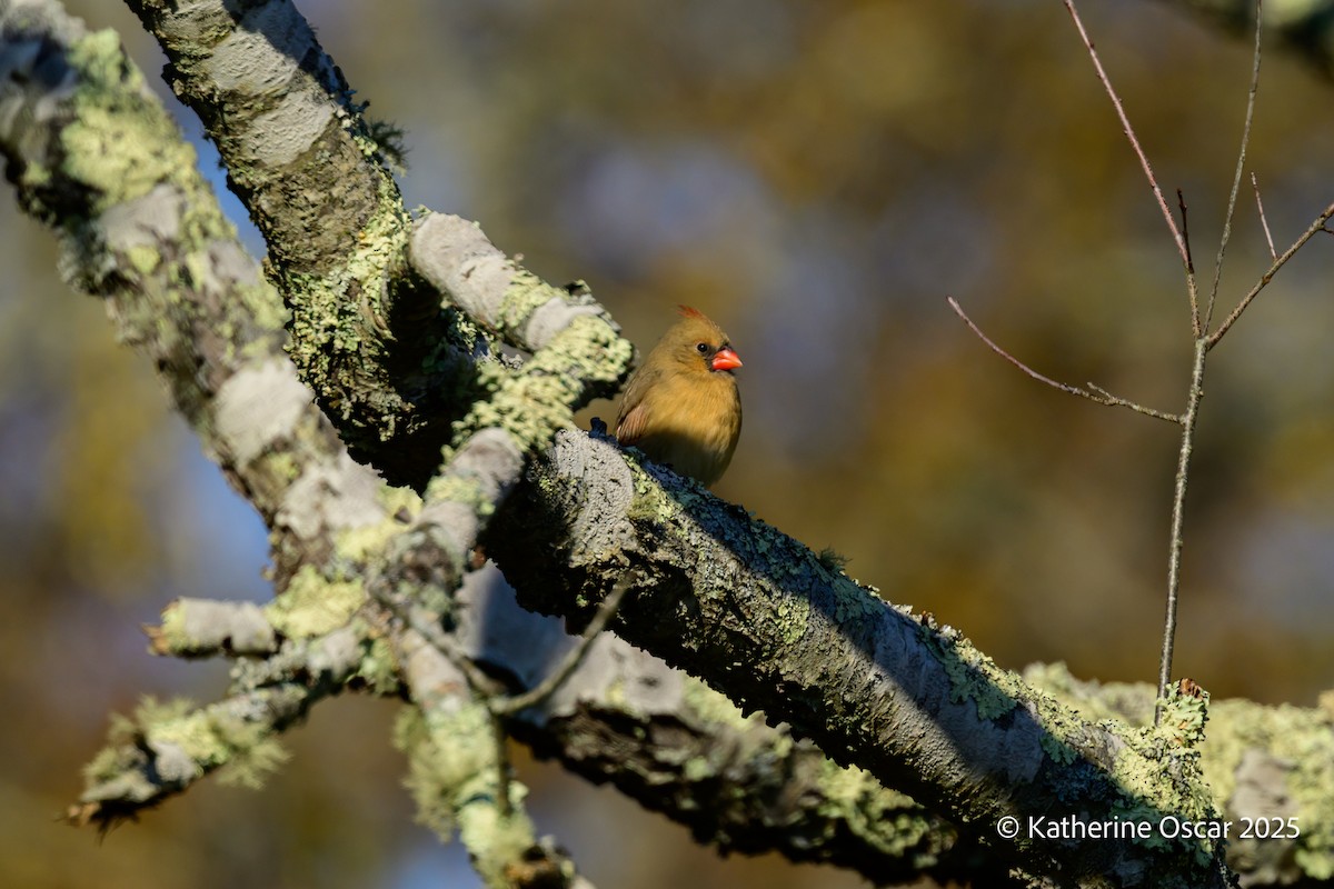 Northern Cardinal - ML644648070