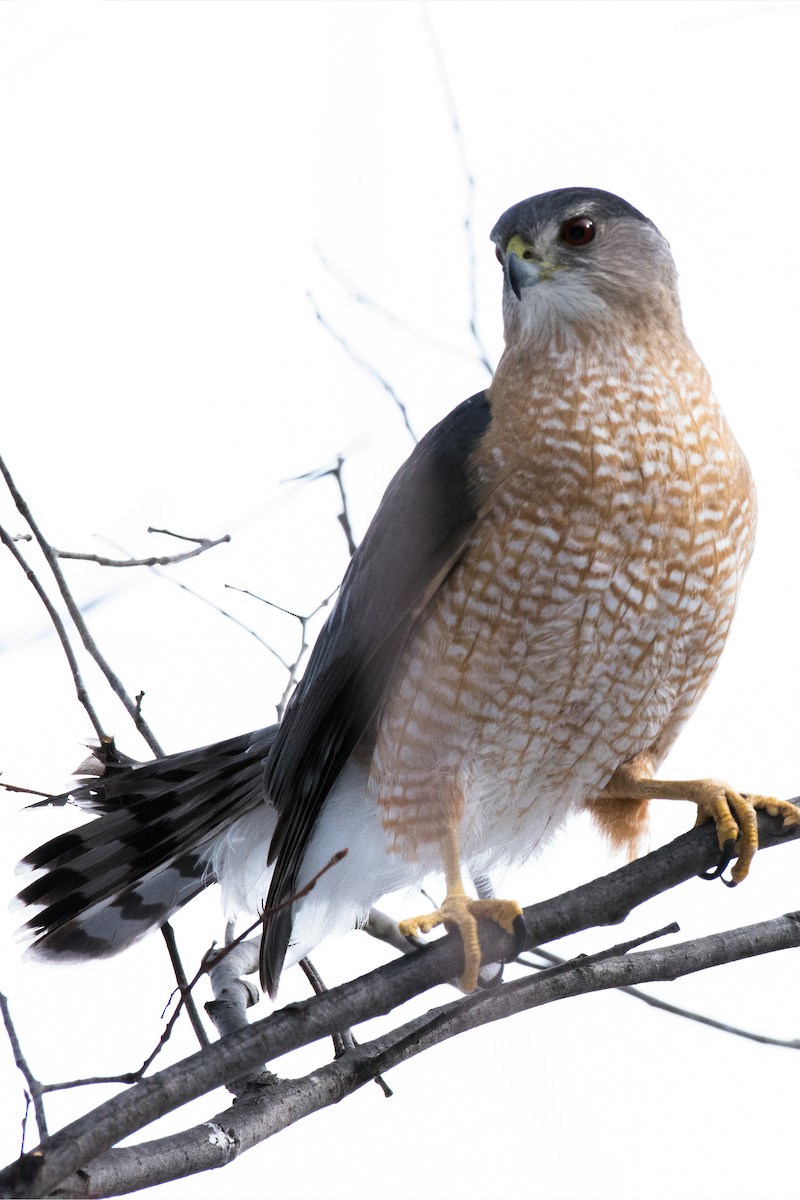 Cooper's Hawk - ML644648076