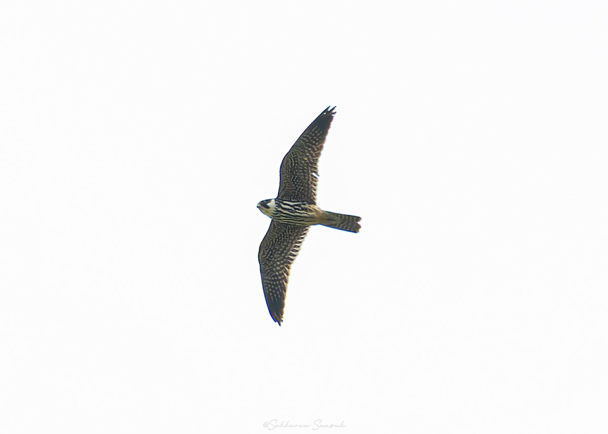Eurasian Hobby - ML644648078
