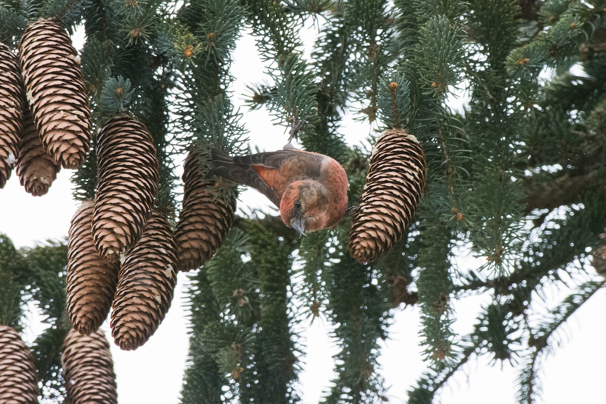 Red Crossbill - ML644648085