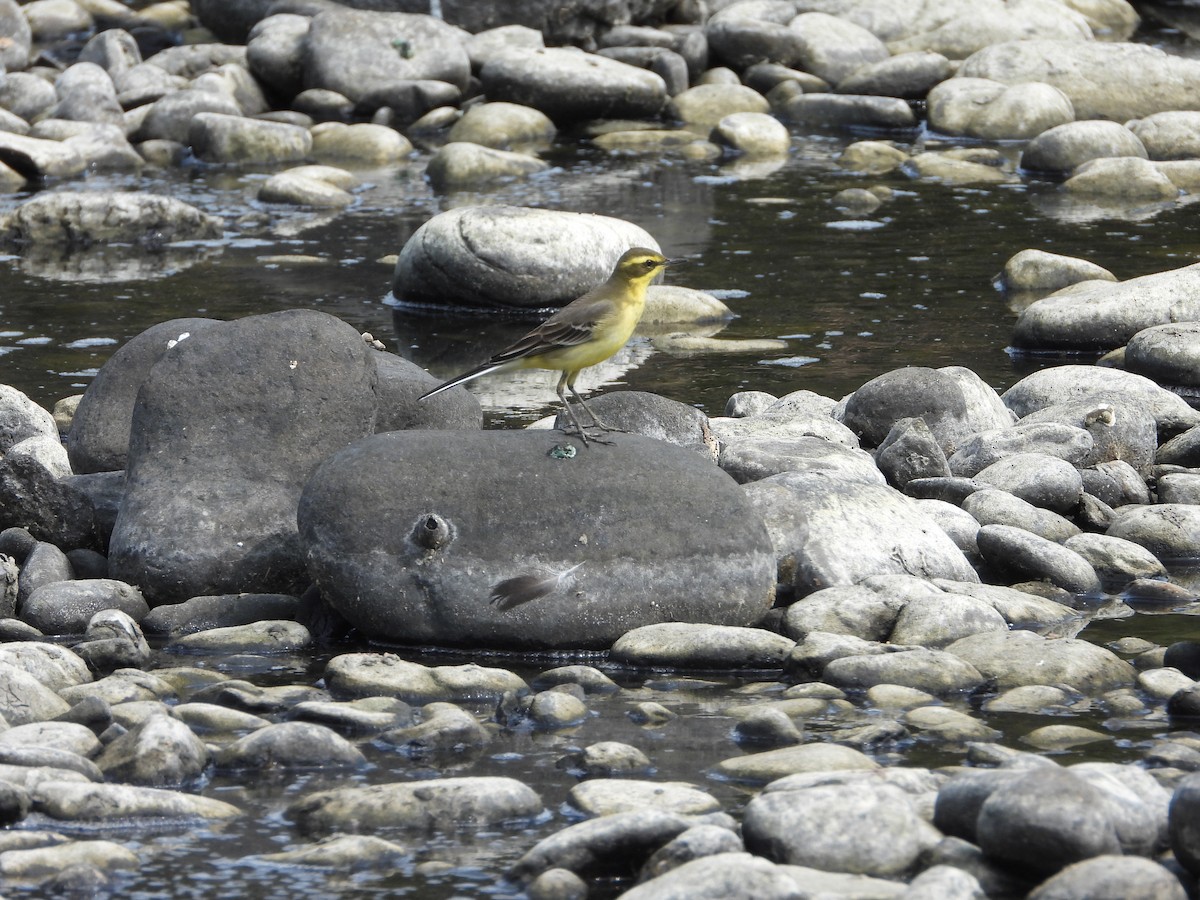 Eastern Yellow Wagtail - ML644648087